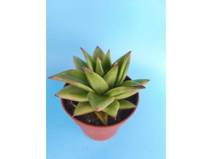 Echeveria cv. Pluto L