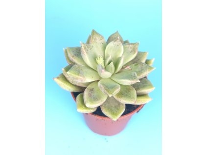 Graptoveria cv. Melody