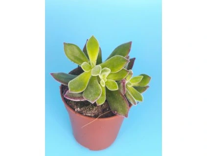 Echeveria pulvinata cv. Devotion