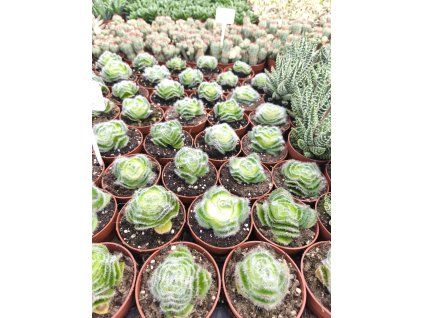 Crassula barbata L