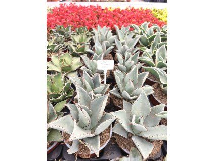 Agave pygmaea