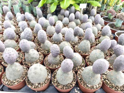 Tephrocactus geometricus