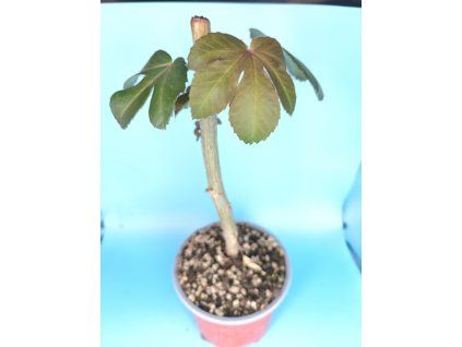 Jatropha gossyphifolia
