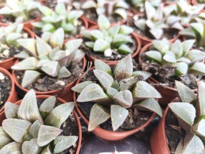 Haworthia pygmaea