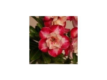 RASPBERRY RIPPLE (S.2021 #321)