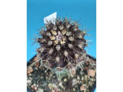 Pyrhocactus atroviridis PHA 2928