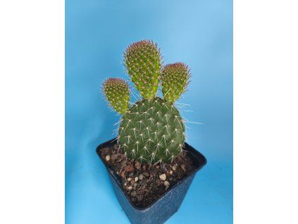 Opuntia polyacantha "Hamm"
