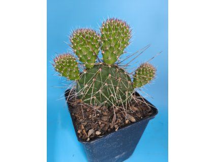 Opuntia