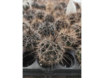 Carnegia gigantea L