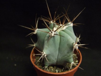 Echinocactus ingens