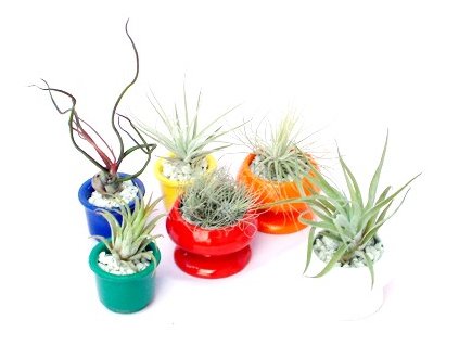 Tillandsia malá miska