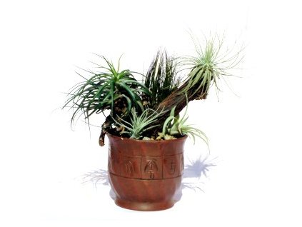 Tillandsia velké aranžmá