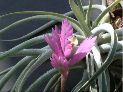 Tillandsia cacticola