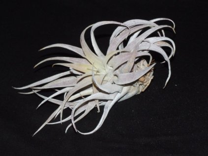 Tillandsia hondurensis