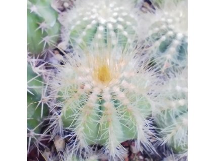 Eriocactus magnificus
