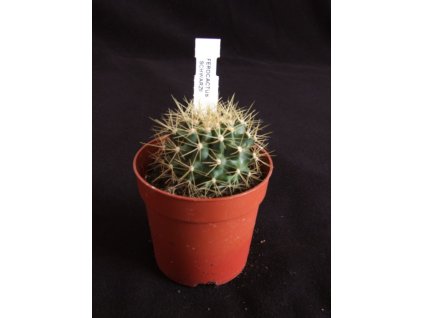 Ferocactus schwarzii