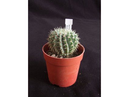 Notocactus buiningii