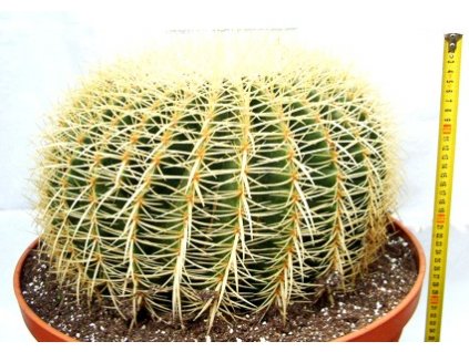 Echinocactus gruzonii XXL