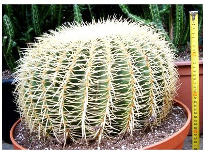 Echinocactus gruzonii XXXL
