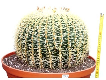 Echinocactus gruzonii,  ø 44-50 cm, kvetoucí