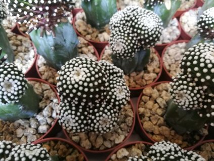 Mamillaria luethii MZ 1753