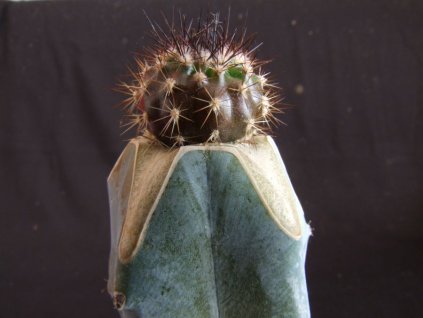 Uebelmania pectinifera v. pseudopectinifera RNK