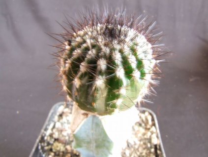 Uebelmania pectinifera v. multicostata RNK 11 = U. inhaiensis