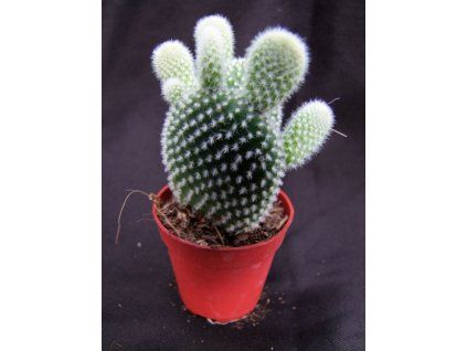 Opuntia microdasys v. albispina