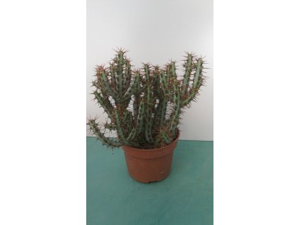 Euphorbia aeruginosa