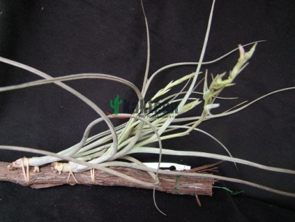 Tillandsia baylei