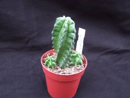 Echinocereus moricalii