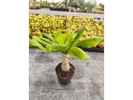 Bringhamia insignis