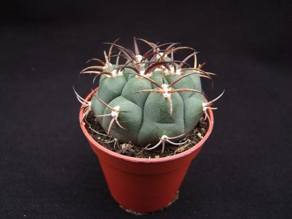 Gymnocalycium zegarae