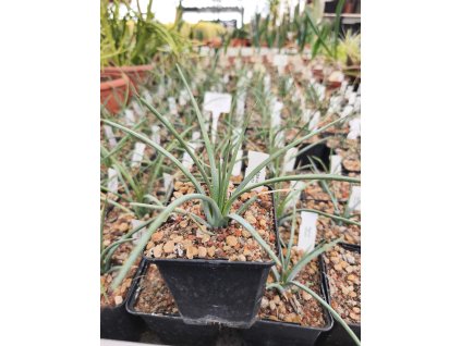 Agave stricta