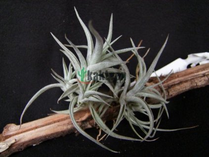 Tillandsia albida Mini forma