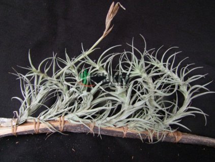 Tillandsia incarnata