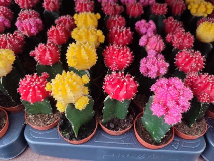 Gymnocalycium mihanovichii, střední mix 3 barev