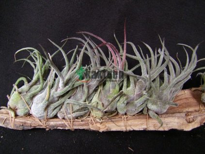 Tillandsia pruinosa