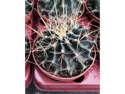 Hamatocactus sinuatus v. flavispinus XL