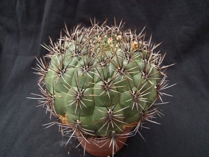 Matucana ritterii