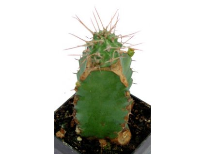 Euphorbia inaequispina
