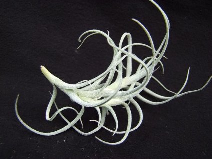 Tillandsia caerulea f. Holm