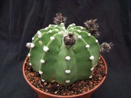 Echinopsis subdenudata