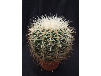 Echinocactus grusonii v. albispinus L