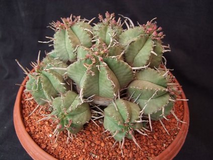 Euphorbia meloformis, hybr. 14-15cm