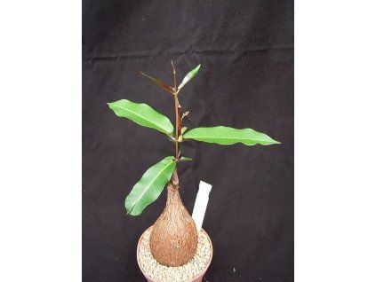 Fockea natalensis