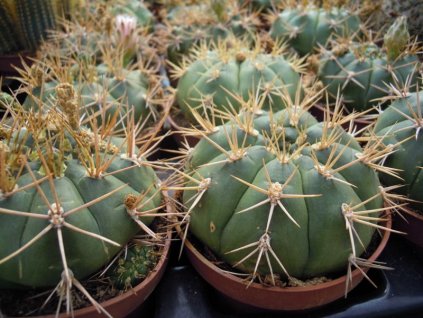 Gymnocalycium eurypleurum XL