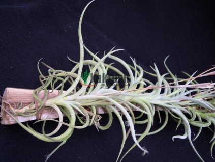 Tillandsia myosura Dotterer