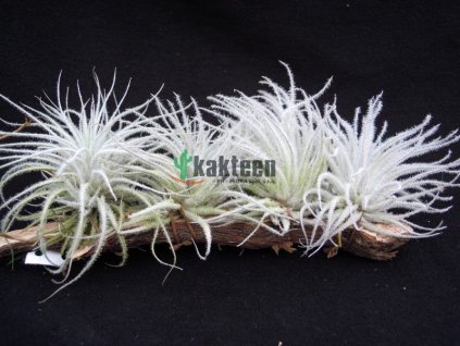 Tillandsia tectorum Snow