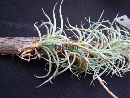 Tillandsia retorta